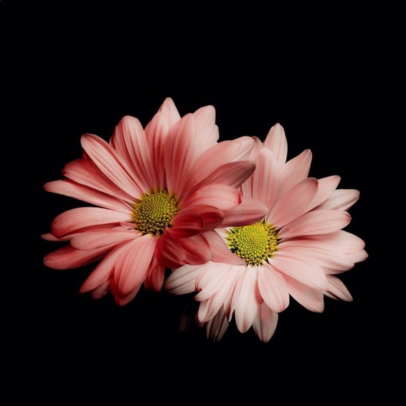 Meet your Posher, Brie - Picture 1 of 1